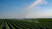 Auf den Feldern im Seewinkel sichert die Bewässerung derzeit vielen Landwirten die Ernte.