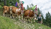 Es ging beim Almabtrieb in Lofer auch über steiles Gelände