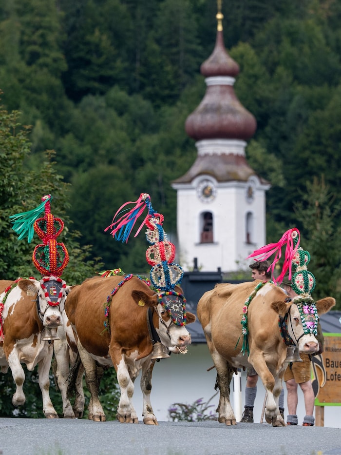 Fast geschafft: Die Kühe am Heimweg nach St. Martin bei Lofer