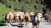 Alpabtrieb im Silbertal: ein Fest für alle Beteiligten