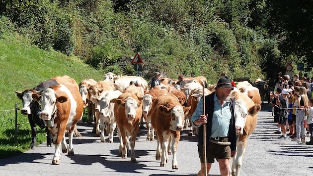 Alpabtrieb im Silbertal: ein Fest für alle Beteiligten