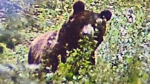 zvg Den Jägern gelang es noch ein Foto von dem imposanten Tier zu machen, ehe es wieder im Wald ...