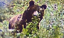 Den Jägern gelang es noch ein Foto von dem imposanten Tier zu machen, ehe es wieder im Wald ...