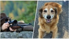 Der 14-jährige „Alfi“ wurde im  August auf seiner üblichen Gassi-Runde erschossen – sein Herrl ...