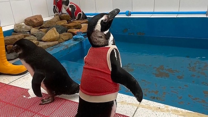 Die Westen sind maßgeschneidert – dem Pinguin scheint sein neues Accessoire nicht zu stören.