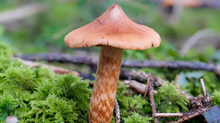 Der tödlich giftige Pilz Spitzbuckeliger Rauhkopf.