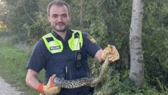 Die Polizei in Kirchroth musste sich als Schlangenfänger bemühen.