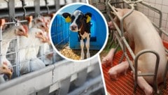 Auch die Wissenschaft spricht eine klare Sprache: Die Europäische Behörde für ...
