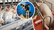 Auch die Wissenschaft spricht eine klare Sprache: Die Europäische Behörde für ...