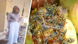 Gabriele (Bild) und Stefan Kollmann sind erfahrene Schädlingsbekämpfer – auch auf dem Gebiet der ...