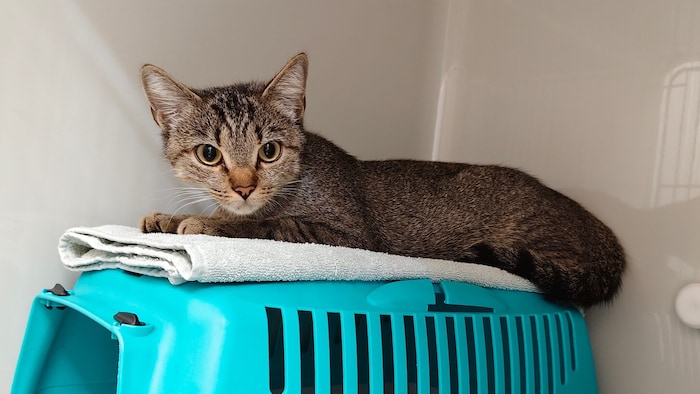 Die Besitzer dieser Katze werden gesucht