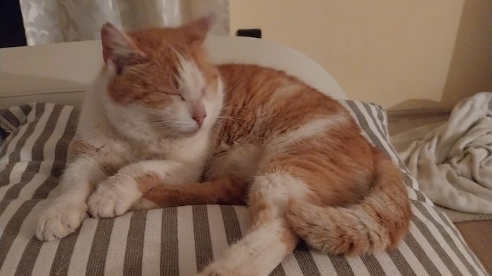 Nach Katerl Felix wird verzweifelt gesucht