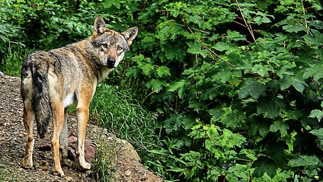 Ein Wolf wurde im Pitztal ohne Abschussverordnung erlegt (Symbolbild).