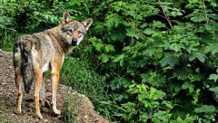 Ein Wolf wurde im Pitztal ohne Abschussverordnung erlegt (Symbolbild).