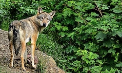Ein Wolf wurde im Pitztal ohne Abschussverordnung erlegt (Symbolbild).
