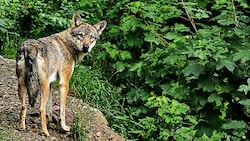Wölfe sind weiterhin aktiv im Bundesland Salzburg.