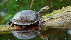 Die Europäische Sumpfschildkröte ist die einzig natürlich vorkommende Schildkröte Österreichs.