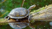 Die Europäische Sumpfschildkröte ist die einzig natürlich vorkommende Schildkröte Österreichs.