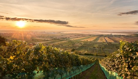 Die goldene Jahreszeit an den Hängen des Nordburgenlandes.