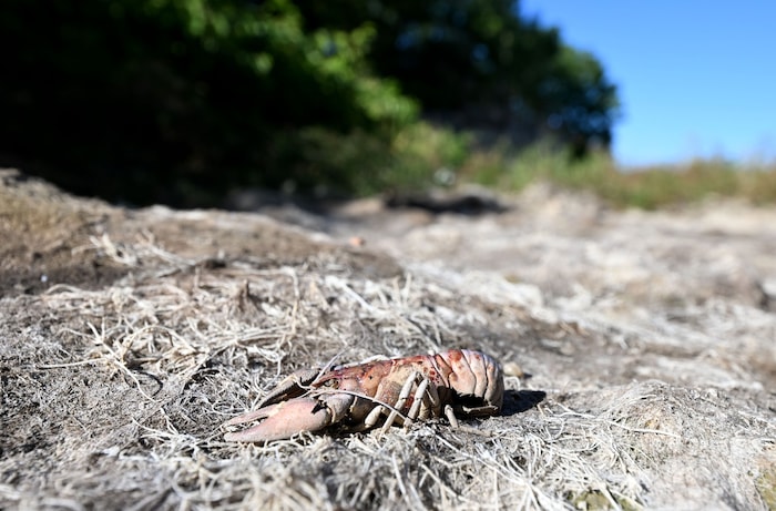 Die Dürre im Sommer 2026 setzte den Gewässern massiv zu.