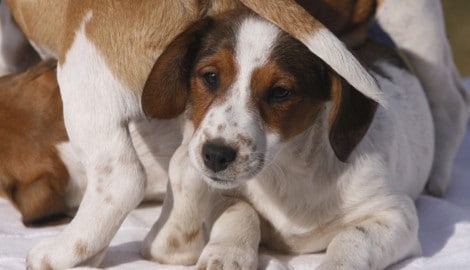 Für den kleinen Jack Russell Terrier kam jede Hilfe zu spät (Symbolbild). 