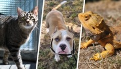 Simba, Luna und Jabba warten noch auf Menschen, die ihnen ein Zuhause schenken wollen.