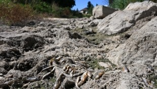 Fotos aus dem Sommer: Der an einigen Stellen ausgetrocknete Laabenbach bei Neulengbach- Kluges ...