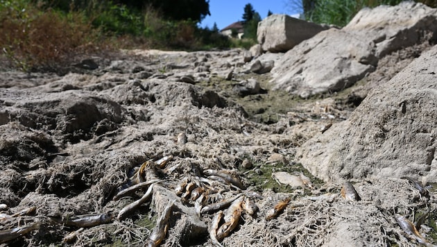 Fotos aus dem Sommer: Der an einigen Stellen ausgetrocknete Laabenbach bei Neulengbach- Kluges ...