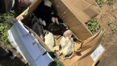 In drei Kartons waren 14 Enten gepfercht. Viele überlebten das nicht.