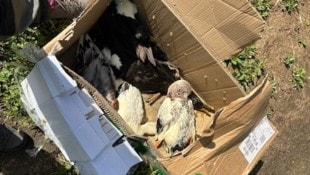 In drei Kartons waren 14 Enten gepfercht. Viele überlebten das nicht.