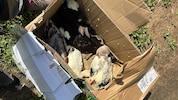 In drei Kartons waren 14 Enten gepfercht. Viele überlebten das nicht.
