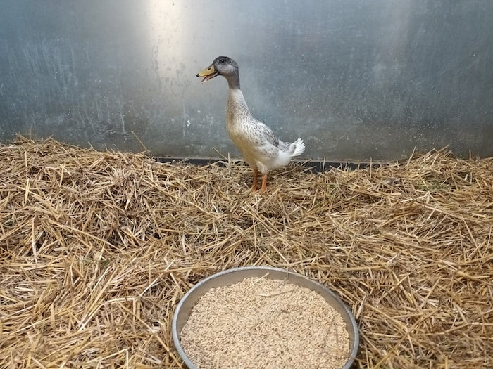 Eines der Tiere, das überlebt hat.