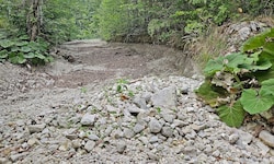 Viele Flüsse, wie hier der Langbathbach, sind noch immer teilweise ausgetrocknet.