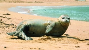 Ausgewachsene Mönchsrobben können bis zu 300 Kilo wiegen.