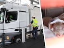 Die Polizei kontrollierte über 600 Lkw. Auch Tiertransporte wurden begutachtet.