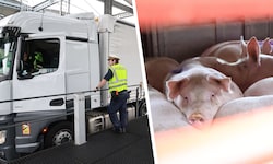 Die Polizei kontrollierte über 600 Lkw. Auch Tiertransporte wurden begutachtet.