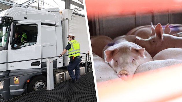 Die Polizei kontrollierte über 600 Lkw. Auch Tiertransporte wurden begutachtet.