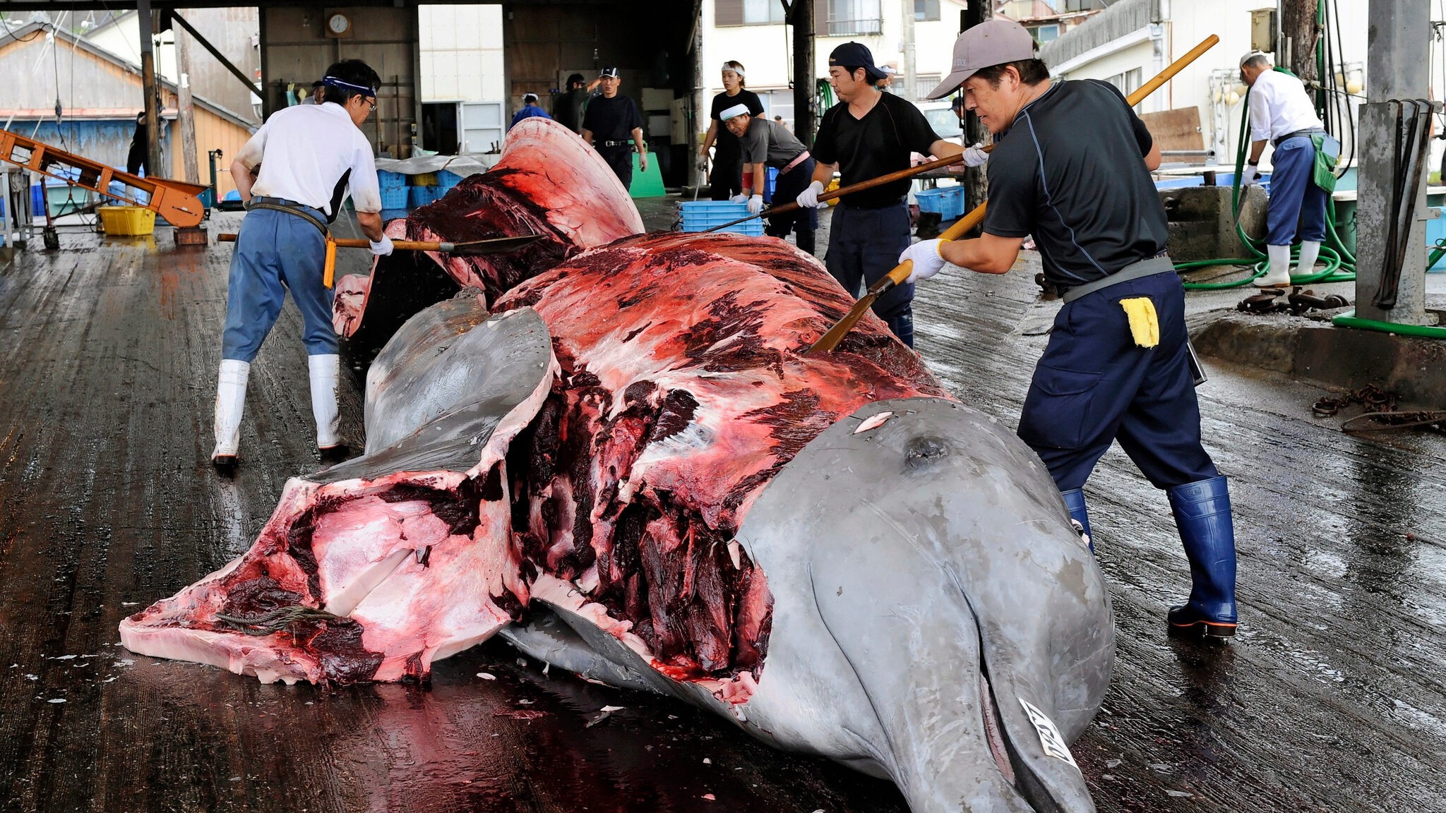 Iceland to End Commercial Whaling with Permanent Ban Bill
