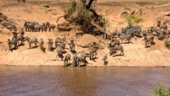 Während der jährlichen „Great Migration“ müssen Millionen von Gnus und Zebras den gefahrvollen ...