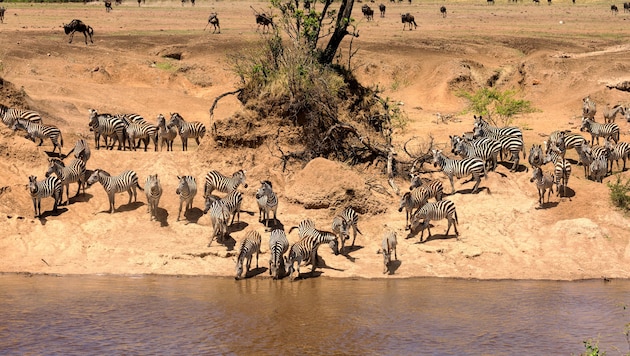 Während der jährlichen „Great Migration“ müssen Millionen von Gnus und Zebras den gefahrvollen ...