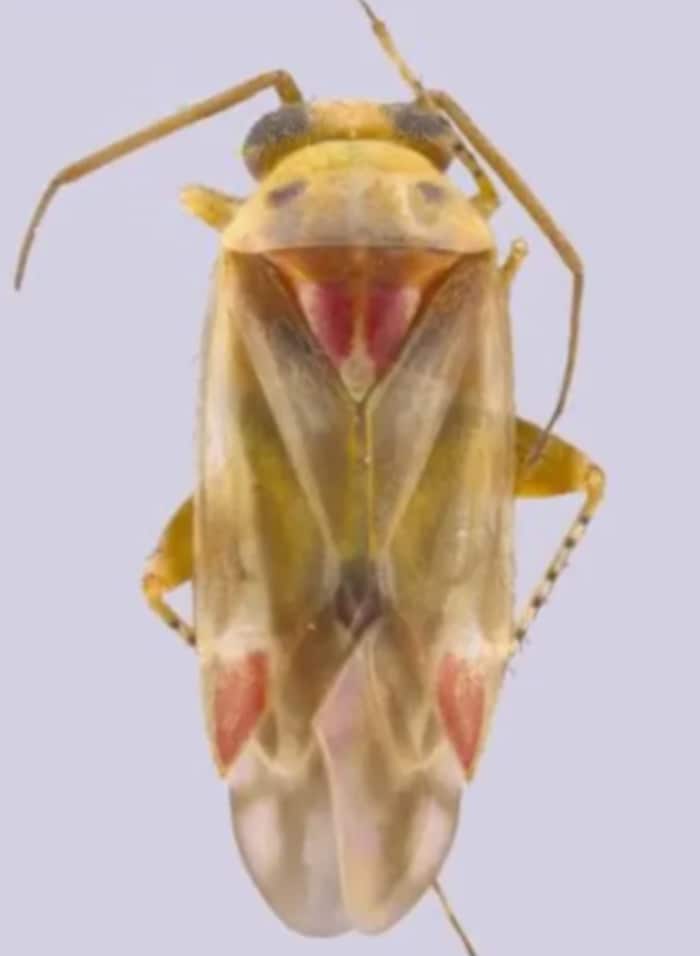Die Universität veröffentlichte auch Bilder des Swift-Insekts.