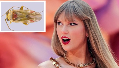 Das Tierchen links oben wurde nach Taylor Swift benannt. Warum das so ist? Die Forscherin, die ...
