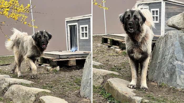 Kleine Schönheit wartet auf ihr neues Zuhause!