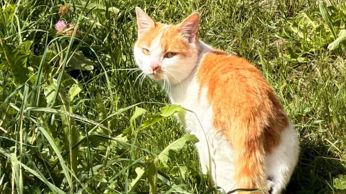 Kleiner Tiger ist aufgetaucht.