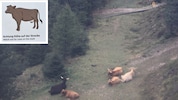 Direkt neben weidenden Kühen verläuft die Rodelbahn, Sicherheitszaun gibt es weitgehend keinen. ...