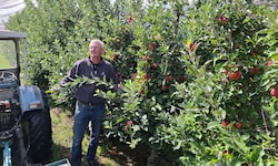 Jens Blum in Höchst: zufrieden mit der Entwicklung der Früchte. 