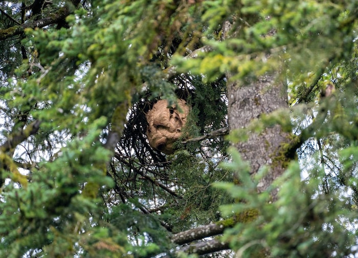 Dieses Nest wurde nun in Kössen entfernt.