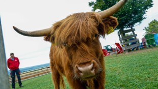 „Obelix“ ist am Tier-Gnadenhof Gut Aiderbichl in Henndorf untergekommen.