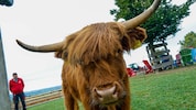 „Obelix“ ist am Tier-Gnadenhof Gut Aiderbichl in Henndorf untergekommen.