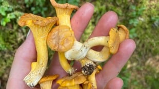 Schwammerln wachsen aus dem Waldboden, und der ist oft rutschig. Ein Schwammerlklauber in ...